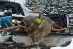 Tom W.'s Trophy Buck